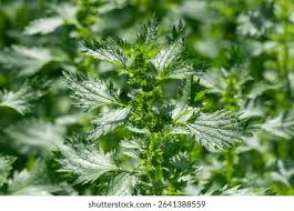 Image result for Urtica urens