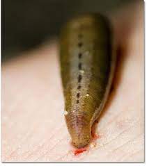 Leeches come in three varieties: Leeches Desertusa