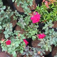 Professionally curated by a local expert denflower florist, with more than hundreds of bouquet, flower box. Pusat Tanaman Hias Bsd 1 Tip From 215 Visitors