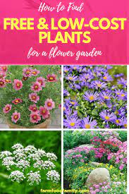 How To Find Free And Low Cost Plants For A Flower Garden Farmfoodfamily Flower Garden Plants Free Plants