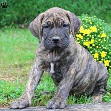 Presa canario puppies for sale in va. Asher Presa Canario Puppy For Sale In Pennsylvania