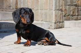 These puppies are being brought up in the heart of a family home with children, cats and dogs. Miniature Dachshund Dog Breed Facts Highlights Buying Advice Pets4homes