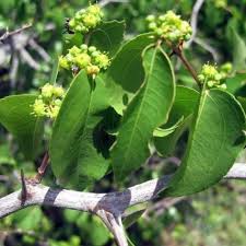 Image result for Ziziphus mucronata