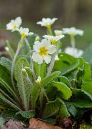 Primrose Primula Vulgaris Primula Primrose Plant Hobbit Garden