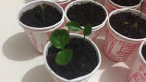 Akit haber doğalimon ağacı bakımı nasıl yapılır, hangi i̇klimi sever? Evde Limon Agaci Yetistirme Cimlenmis Limon Cekirdekleri Ve Limon Fideleri Youtube