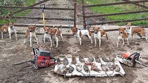 Последние твиты от plummer terrier (@plummer_terrier). Plummer Terrier Wikiwand