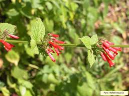 Image result for Russelia sarmentosa