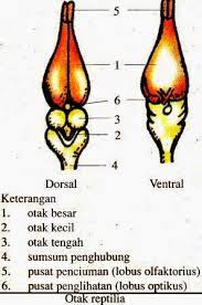 Makalah sistem saraf pada manusia terbaru lengkap. Sistem Saraf Pada Hewan Vertebrata Dan Avertebrata Definisi Pengertian Secara Umum Adalah