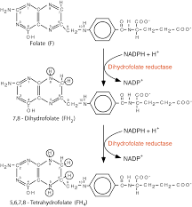 Amino Acid Metabolism Tetrahydrofolate