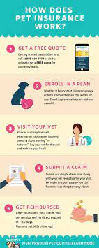 Insure your pet as soon as possible: What Is Pet Insurance Prudent Pet Insurance