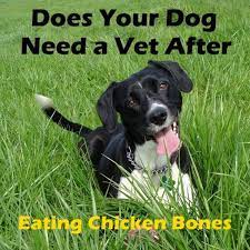 We did not find results for: Does My Dog Need To Go To The Vet After Eating A Chicken Bone Pethelpful