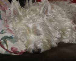 Mom and dad are wheaten…. Hintergrundbilder Hund Wie Saugetier West Highland White Terrier Hunderasse Gruppe Fleischfresser Schnoodle Kleiner Terrier Schnauze Maltesisch Schottischer Terrier Hund Kreuzungen Schlucht Von Imaal Terrier Havanese Rare Breed Dog