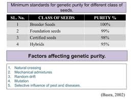Purity - Risk Of Rain 2 Wiki