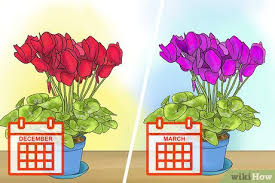 Cyclamen persicum (persian cyclamen) is a tender tuberous perennial boasting delightfully fragrant flowers from fall to late spring. 3 Ways To Care For Cyclamen Plants Wikihow