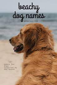 Balto · denali · nana · yukon · zeus. 180 Beach Inspired Dog Names Petpress