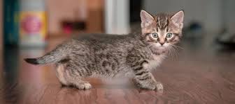 Image result for kittens