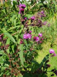 Image result for Vernonia lasiopus
