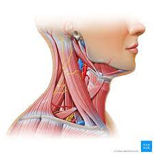 The anterior triangle of the neck is made by the anterior border of the sternocleidomastoid muscle, the inferior border of the mandible and the midline of the neck. Neck Muscles Anatomy List Origins Insertions Action Kenhub