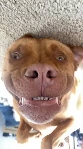 Funny Pitbull Stories and Antics