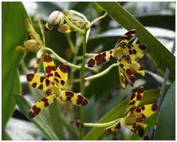 Image result for Ansellia