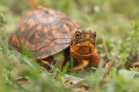 Curious Baby Box Turtle Photograph By Kristia Adams