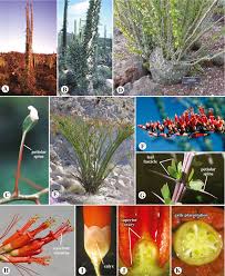Image result for Polemoniaceae
