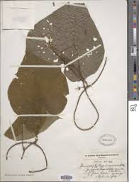 Image result for Dioscoreophyllum