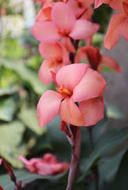 There's no end of pairing possibilities. Coral Flowers The Trending Color Your Garden Needs Now Longfield Gardens