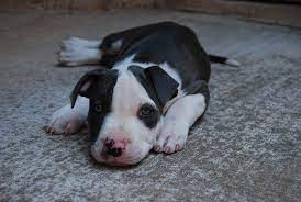 Blue Nose Pitbull Puppy Clooney W Kopeikin Pitbull Dog Puppy Blue Nose Pitbull Pitbull Puppies