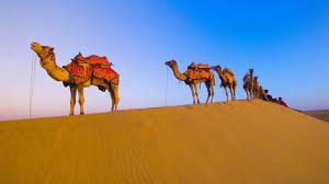 The ship camel is partially sunk using ballasts, installed on ship, and water is then pumped out. Camel A Very Innocent Is Called The Ship Of The Desert Steemit