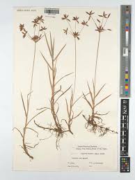 Image result for Pycreus mundtii