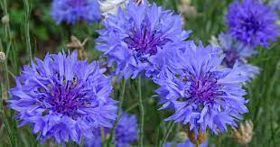 Bachelor Button Cornflowers How To Grow Centaurea Flowers