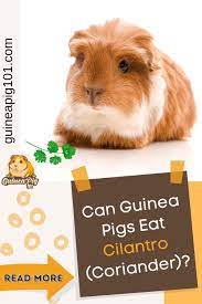 Pin On Guinea Pig