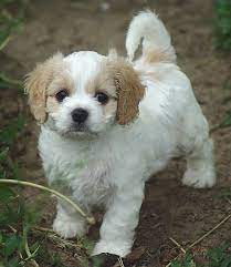 Pin By Suzan Trayne On Bichons Cavachon Puppies Cavachon Cavachon Dog
