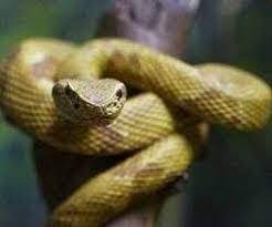 Image Result For Bothrops Jararaca Acei Ofidios Imagenes De Animales Reptiles