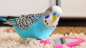 Budgie Singing To Mirror Parakeet Sounds Parakeet Sounds Parakeet Care Parakeet