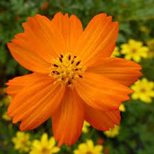 Tango Cosmos Flower Seeds Cosmos Flowers Annual Flowers