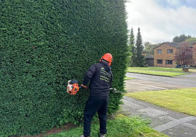 Hedge trimmed neatly in an SE9 garden
