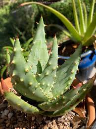 Image result for Aloe aculeata × ortholopha