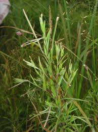 Image result for Epilobium stereophyllum
