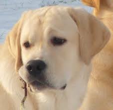 Loch Mor Ranger Enzo Labrador Retriever Lab Dogs Labrador