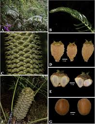 Image result for Zamiaceae