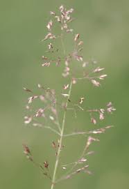 Image result for Agrostis