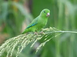 Image result for Parochetus africanus