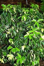 Image result for Hedera