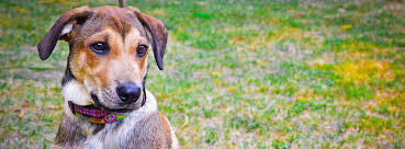 Our puppy bootcamp is an exclusive program designed for puppies between 12 weeks and 6 months of age. St Louis Dog Training Dog And Puppy Board And Train Programs
