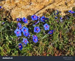 Image result for Anagallis elegantula