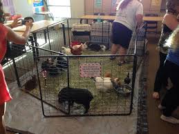 Senior Prank Petting Zoo Senior Pranks Pranks Funny Picture Quotes