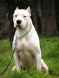 Dogo Arjantin Atletik Gorunumlu Kasli Yapida Ve Orta Boyutlarda Bir Irktir Coolpetz Kopek Turleri Pitbull Arjantin