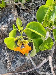 Image result for Cordia subcordata